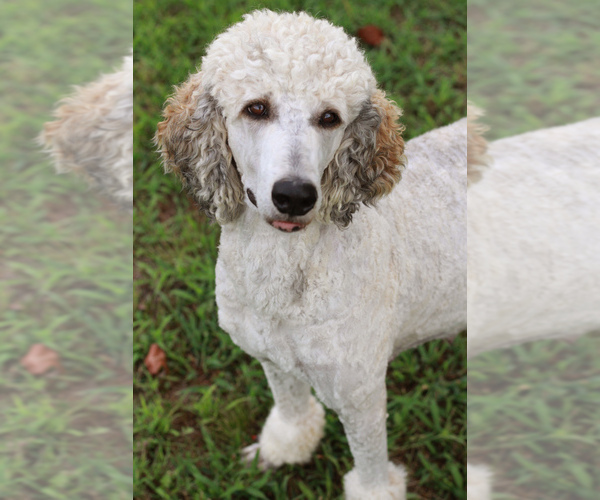 Medium Photo #1 Poodle (Standard) Puppy For Sale in TOWN CREEK, AL, USA