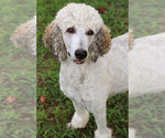 Small Photo #1 Poodle (Standard) Puppy For Sale in TOWN CREEK, AL, USA