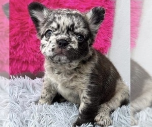 French Bulldog Puppy for sale in ATHERTON, CA, USA