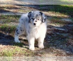 Small #2 Australian Shepherd