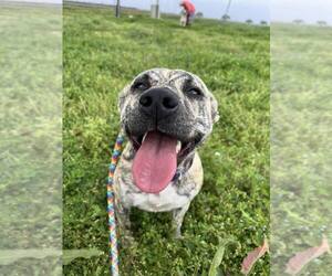 Mutt Dogs for adoption in Abbeville, LA, USA