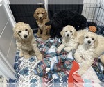 Small Poodle (Standard)