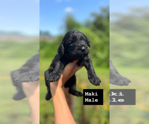 Medium Aussiedoodle