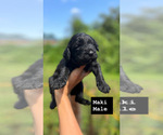 Puppy 3 Aussiedoodle