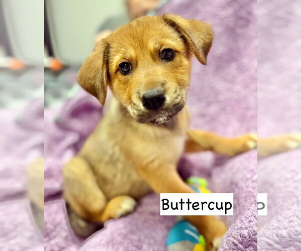 Medium Photo #1 Gerberian Shepsky Puppy For Sale in GILBERTS, IL, USA