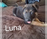Puppy Puppy 1 German Shepherd Dog