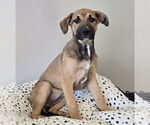 Small Photo #15 German Shepherd Dog-Unknown Mix Puppy For Sale in Lakewood, CO, USA