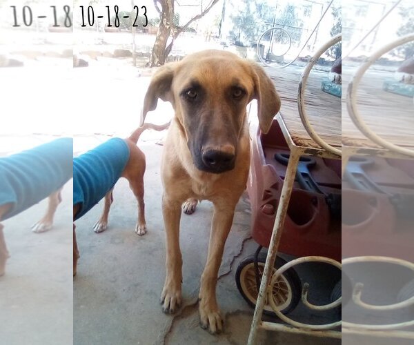 Medium Photo #13 Mutt Puppy For Sale in Apple Valley, CA, USA