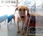 Small #12 Mutt