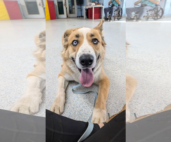 Medium Photo #4 American Staffordshire Terrier-Siberian Husky Mix Puppy For Sale in Phoenix, AZ, USA