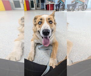 Jubilee - Male American Staffordshire Terrier-Siberian Husky Mix Dog for Adoption - Photo #4