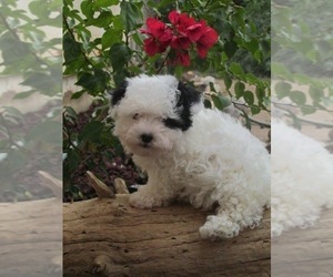 Havanese Puppy for sale in ELOY, AZ, USA