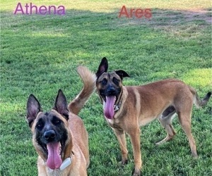 Father of the Belgian Malinois puppies born on 09/16/2022