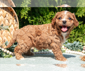 Cavapoo Puppy for sale in KIRKWOOD, PA, USA