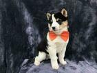 Small Photo #2 Shiba Inu Puppy For Sale in ELDORA, PA, USA