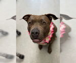 Small #38 American Staffordshire Terrier
