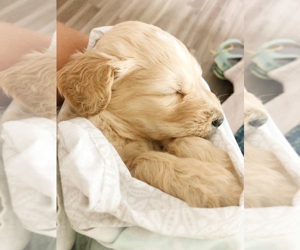 Medium Photo #5 Goldendoodle Puppy For Sale in MONTGOMERY, AL, USA