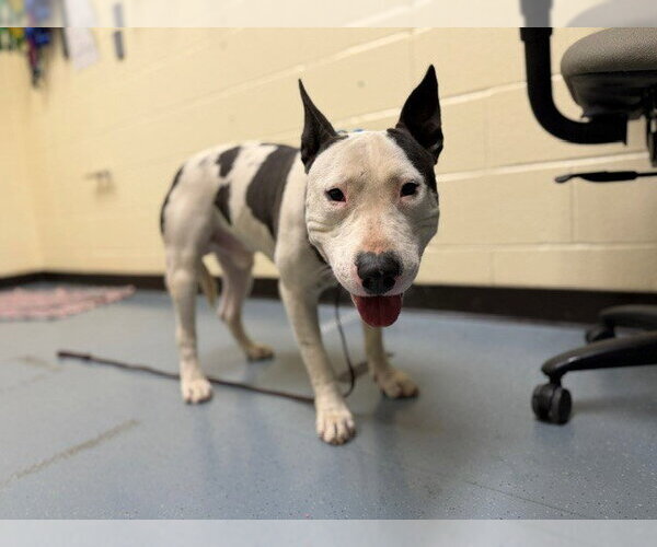 Medium Photo #1 American Pit Bull Terrier-Bull Terrier Mix Puppy For Sale in Denver, CO, USA