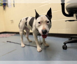 American Pit Bull Terrier-Bull Terrier Mix Dogs for adoption in Denver, CO, USA