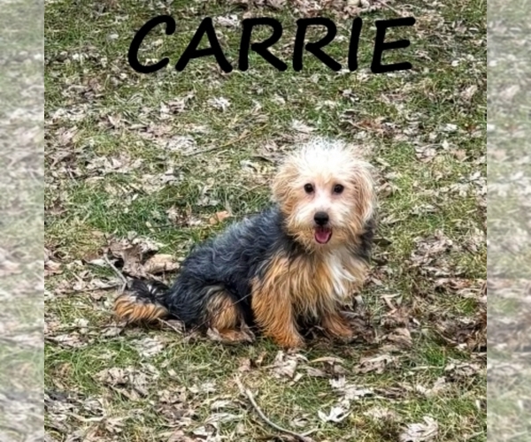 Medium Photo #1 YorkiePoo Puppy For Sale in HARTLAND, MN, USA