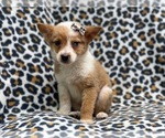 Small Photo #5 Texas Heeler Puppy For Sale in LAKELAND, FL, USA