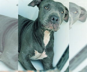 Mutt Dogs for adoption in Augusta, GA, USA