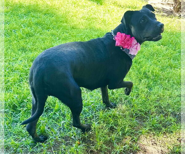 Medium Photo #4 American Pit Bull Terrier-Unknown Mix Puppy For Sale in Phoenix, AZ, USA