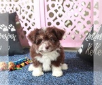 Small #3 Miniature Australian Shepherd-Poodle (Toy) Mix
