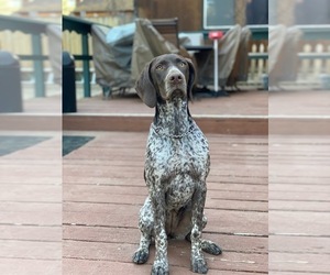 Mother of the German Shorthaired Pointer puppies born on 02/03/2022