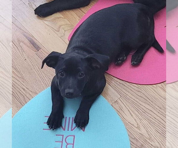 Medium Photo #2 Maltador Puppy For Sale in pomfret, CT, USA