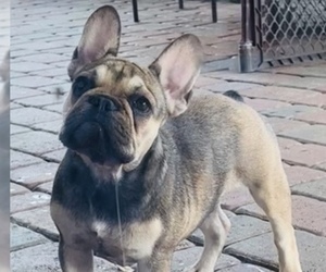 French Bulldog Puppy for Sale in Hollywood, Florida USA
