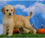 Small Photo #4 Miniature Bernedoodle Puppy For Sale in FREDERICKSBG, OH, USA