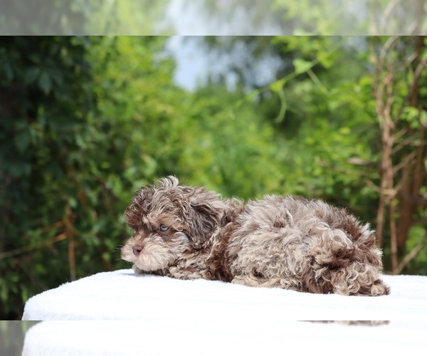 Medium Photo #14 ShihPoo Puppy For Sale in DYERSBURG, TN, USA