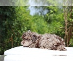 Small #13 ShihPoo