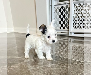 Yorkshire Terrier Puppy for sale in EUSTIS, FL, USA