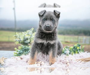 German Shepherd Dog Litter for sale in REBERSBURG, PA, USA