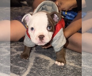 American Bully Puppy for sale in RACINE, WI, USA