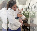 Small #2 Chihuahua Mix