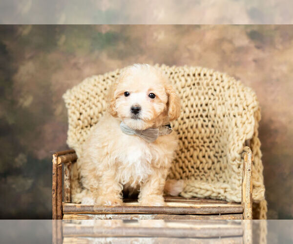 Medium Photo #7 Maltipoo Puppy For Sale in WARSAW, IN, USA