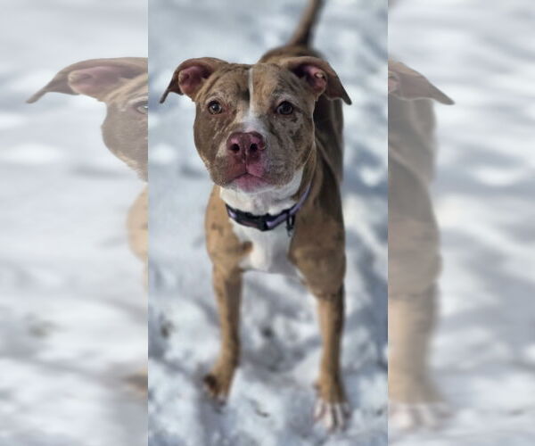 Medium Photo #2 Catahoula Leopard Dog-Unknown Mix Puppy For Sale in Clarkston, MI, USA