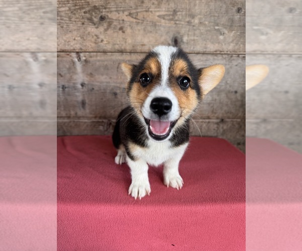 Medium Photo #3 Pembroke Welsh Corgi Puppy For Sale in VERMONTVILLE, MI, USA