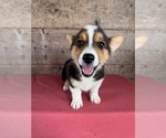 Small #2 Pembroke Welsh Corgi