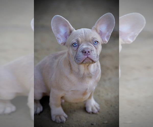 Medium Photo #3 French Bulldog Puppy For Sale in CHULA VISTA, CA, USA