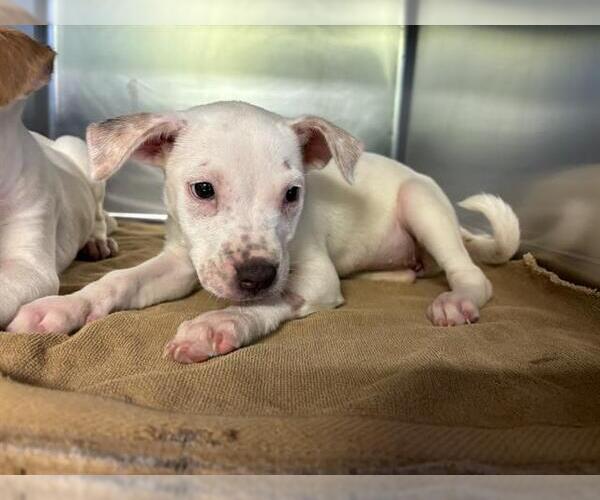 Medium Photo #1 American Staffordshire Terrier-Unknown Mix Puppy For Sale in Grand Prairie, TX, USA