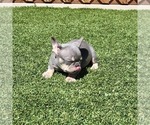 Small #5 French Bulldog