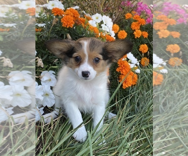 Medium Photo #4 Papillon Puppy For Sale in CANOGA, NY, USA