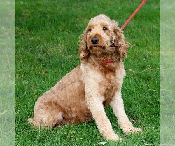 Medium Photo #1 Goldendoodle (Miniature) Puppy For Sale in RONKS, PA, USA