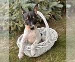 Small #2 Rat Terrier