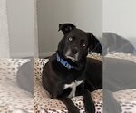 Small Photo #6 Huskies -Labrador Retriever Mix Puppy For Sale in Woodbury, NY, USA