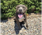 Small #1 American Staffordshire Terrier